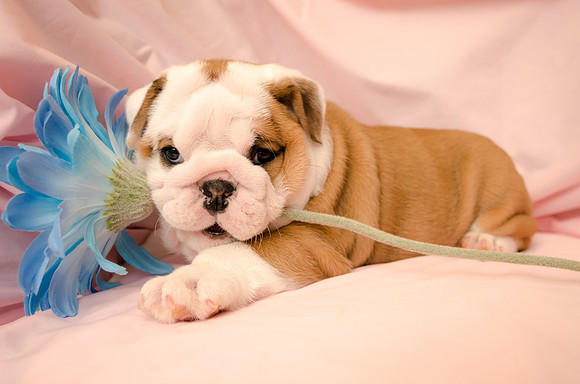 Aloha Bulldogs