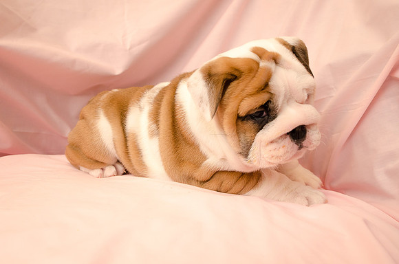 Aloha Bulldogs