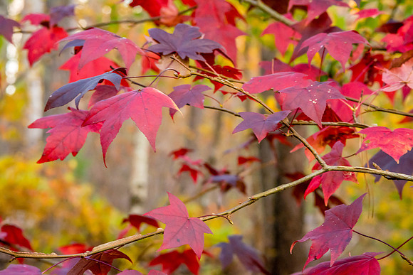 Don Carter Park-Fall Landscape