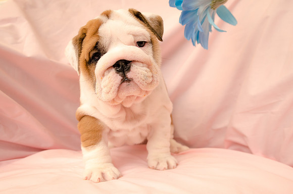 Aloha Bulldogs