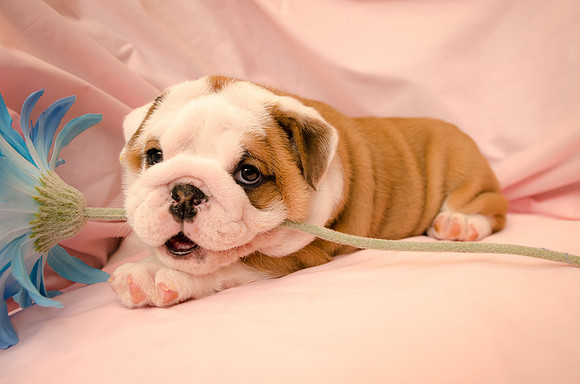 Aloha Bulldogs