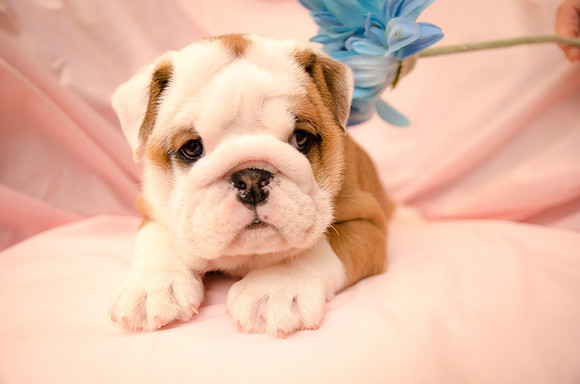 Aloha Bulldogs