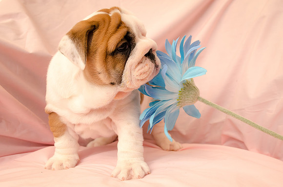 Aloha Bulldogs
