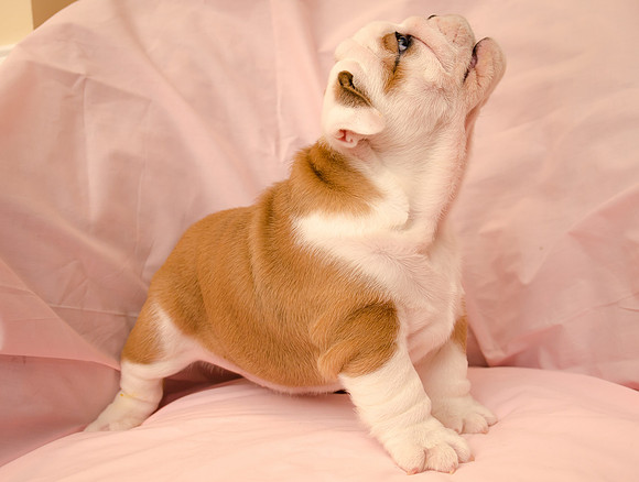 Aloha Bulldogs