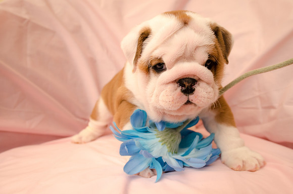 Aloha Bulldogs