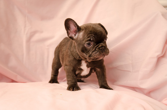 Aloha Bulldogs