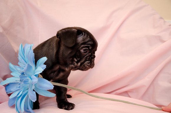 Aloha Bulldogs