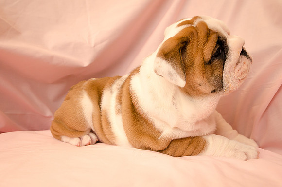 Aloha Bulldogs
