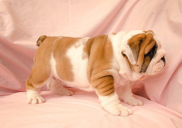 Aloha Bulldogs