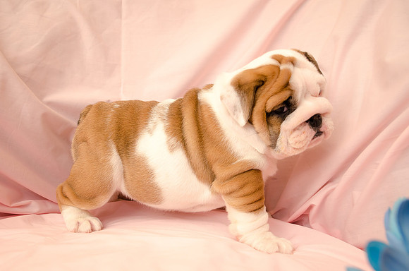Aloha Bulldogs