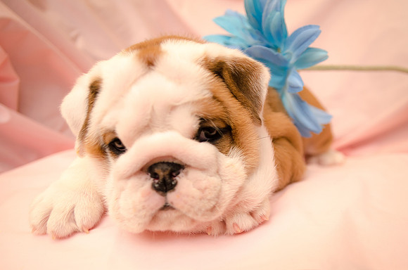 Aloha Bulldogs