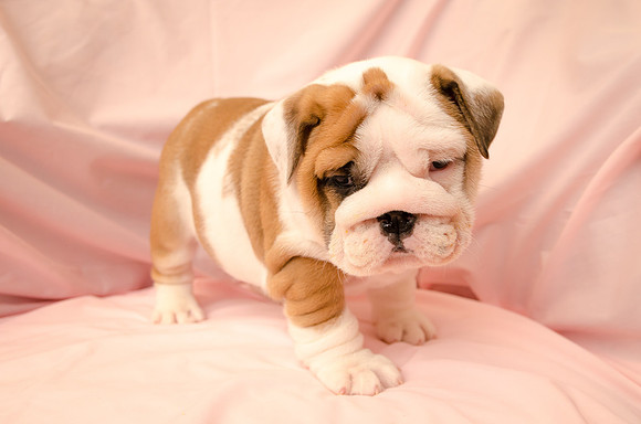 Aloha Bulldogs