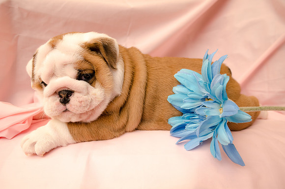 Aloha Bulldogs