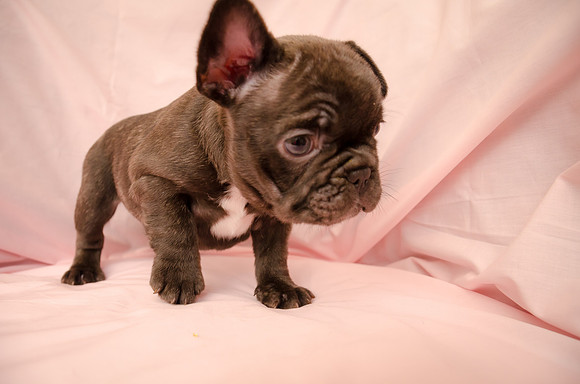 Aloha Bulldogs